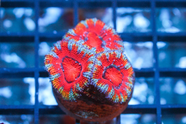wholesale_coral - saltwater_fish saltwater_coral - rare corals - coralsdepot - Corals_Depot - live_corals - eye - catching - coral quality_marine_fish - quality - marine discoun