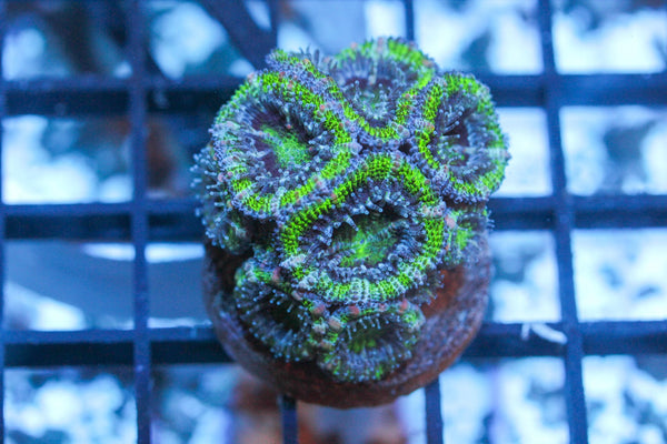 wholesale_coral - saltwater_fish saltwater_coral - rare corals - coralsdepot - Corals_Depot - live_corals - eye - catching - coral quality_marine_fish - quality - marine discoun