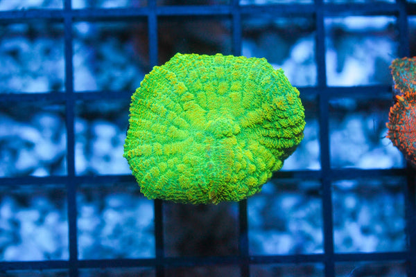 wholesale_coral - saltwater_fish saltwater_coral - rare corals - coralsdepot - Corals_Depot - live_corals - eye - catching - coral quality_marine_fish - quality - marine discoun