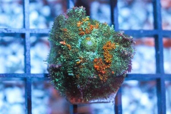 wholesale_coral - saltwater_fish saltwater_coral - rare corals - coralsdepot - Corals_Depot - live_corals - eye - catching - coral quality_marine_fish - quality - marine discoun