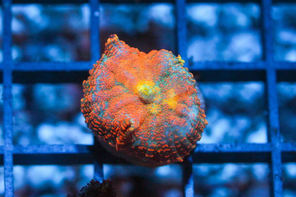 wholesale_coral - saltwater_fish saltwater_coral - rare corals - coralsdepot - Corals_Depot - live_corals - eye - catching - coral quality_marine_fish - quality - marine discoun