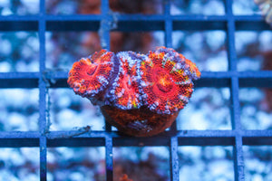 wholesale_coral - saltwater_fish saltwater_coral - rare corals - coralsdepot - Corals_Depot - live_corals - eye - catching - coral quality_marine_fish - quality - marine discoun