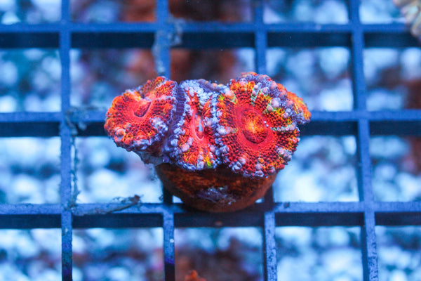 wholesale_coral - saltwater_fish saltwater_coral - rare corals - coralsdepot - Corals_Depot - live_corals - eye - catching - coral quality_marine_fish - quality - marine discoun