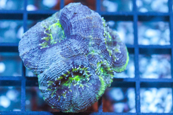 wholesale_coral - saltwater_fish saltwater_coral - rare corals - coralsdepot - Corals_Depot - live_corals - eye - catching - coral quality_marine_fish - quality - marine discoun