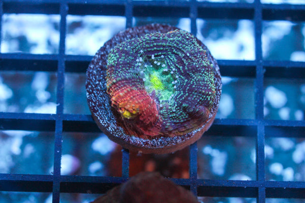 wholesale_coral - saltwater_fish saltwater_coral - rare corals - coralsdepot - Corals_Depot - live_corals - eye - catching - coral quality_marine_fish - quality - marine discoun