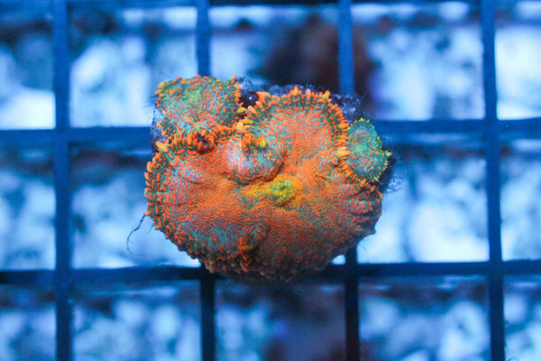 wholesale_coral - saltwater_fish saltwater_coral - rare corals - coralsdepot - Corals_Depot - live_corals - eye - catching - coral quality_marine_fish - quality - marine discoun