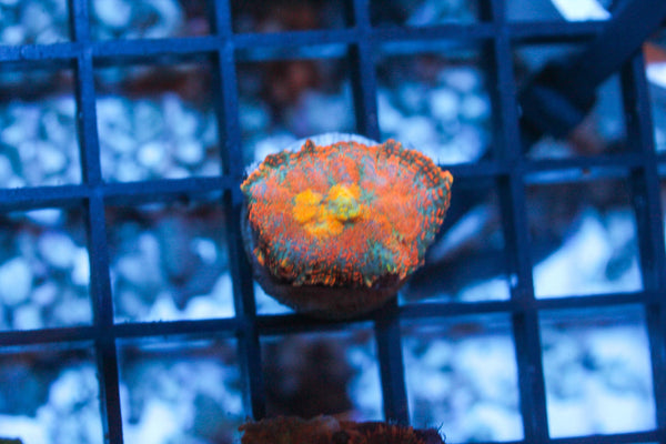 wholesale_coral - saltwater_fish saltwater_coral - rare corals - coralsdepot - Corals_Depot - live_corals - eye - catching - coral quality_marine_fish - quality - marine discoun