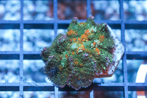 wholesale_coral - saltwater_fish saltwater_coral - rare corals - coralsdepot - Corals_Depot - live_corals - eye - catching - coral quality_marine_fish - quality - marine discoun