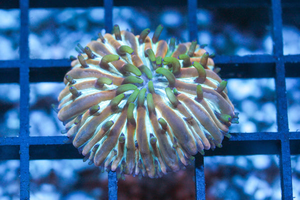 wholesale_coral - saltwater_fish saltwater_coral - rare corals - coralsdepot - Corals_Depot - live_corals - eye - catching - coral quality_marine_fish - quality - marine discoun