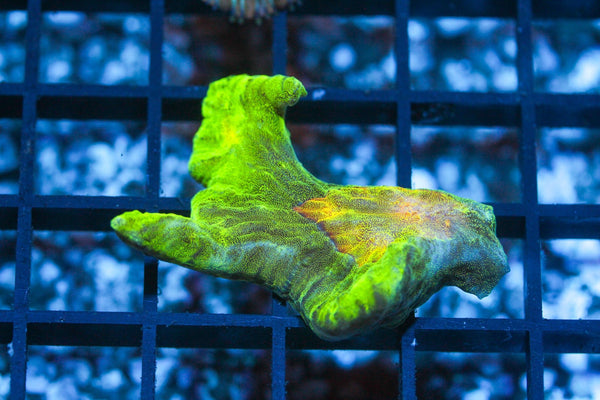 wholesale_coral - saltwater_fish saltwater_coral - rare corals - coralsdepot - Corals_Depot - live_corals - eye - catching - coral quality_marine_fish - quality - marine discoun