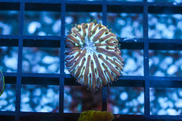 wholesale_coral - saltwater_fish saltwater_coral - rare corals - coralsdepot - Corals_Depot - live_corals - eye - catching - coral quality_marine_fish - quality - marine discoun
