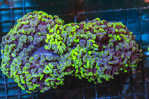 wholesale_coral - saltwater_fish saltwater_coral - rare corals - coralsdepot - Corals_Depot - live_corals - eye - catching - coral quality_marine_fish - quality - marine discoun