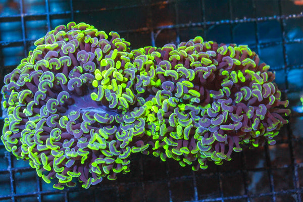 wholesale_coral - saltwater_fish saltwater_coral - rare corals - coralsdepot - Corals_Depot - live_corals - eye - catching - coral quality_marine_fish - quality - marine discoun