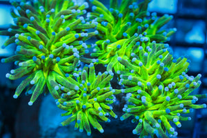wholesale_coral - saltwater_fish saltwater_coral - rare corals - coralsdepot - Corals_Depot - live_corals - eye - catching - coral quality_marine_fish - quality - marine discoun