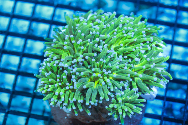 wholesale_coral - saltwater_fish saltwater_coral - rare corals - coralsdepot - Corals_Depot - live_corals - eye - catching - coral quality_marine_fish - quality - marine discoun