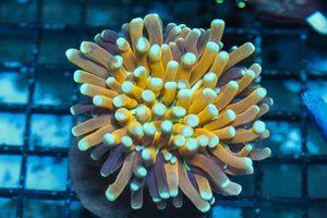 wholesale_coral - saltwater_fish saltwater_coral - rare corals - coralsdepot - Corals_Depot - live_corals - eye - catching - coral quality_marine_fish - quality - marine discoun