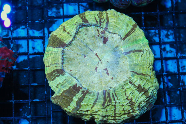 wholesale_coral - saltwater_fish saltwater_coral - rare corals - coralsdepot - Corals_Depot - live_corals - eye - catching - coral quality_marine_fish - quality - marine discoun