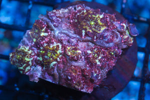 wholesale_coral - saltwater_fish saltwater_coral - rare corals - coralsdepot - Corals_Depot - live_corals - eye - catching - coral quality_marine_fish - quality - marine discoun