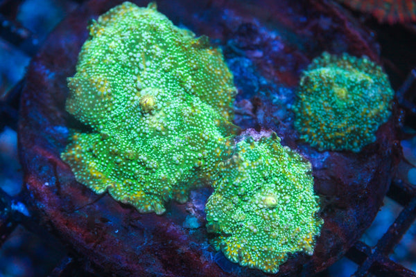 wholesale_coral - saltwater_fish saltwater_coral - rare corals - coralsdepot - Corals_Depot - live_corals - eye - catching - coral quality_marine_fish - quality - marine discoun