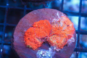 wholesale_coral - saltwater_fish saltwater_coral - rare corals - coralsdepot - Corals_Depot - live_corals - eye - catching - coral quality_marine_fish - quality - marine discoun