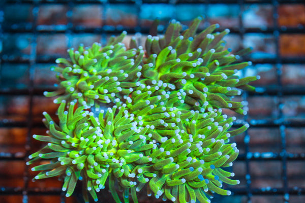 wholesale_coral - saltwater_fish saltwater_coral - rare corals - coralsdepot - Corals_Depot - live_corals - eye - catching - coral quality_marine_fish - quality - marine discoun