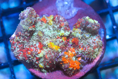 wholesale_coral - saltwater_fish saltwater_coral - rare corals - coralsdepot - Corals_Depot - live_corals - eye - catching - coral quality_marine_fish - quality - marine discoun