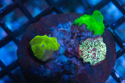 wholesale_coral - saltwater_fish saltwater_coral - rare corals - coralsdepot - Corals_Depot - live_corals - eye - catching - coral quality_marine_fish - quality - marine discoun