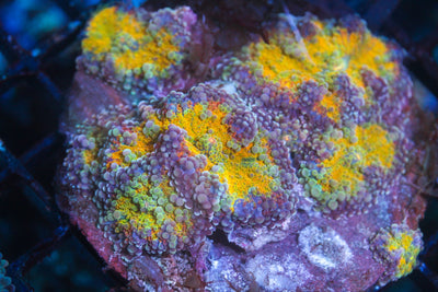 wholesale_coral - saltwater_fish saltwater_coral - rare corals - coralsdepot - Corals_Depot - live_corals - eye - catching - coral quality_marine_fish - quality - marine discoun