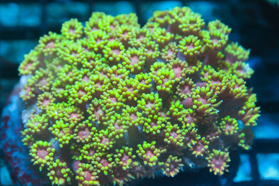 wholesale_coral - saltwater_fish saltwater_coral - rare corals - coralsdepot - Corals_Depot - live_corals - eye - catching - coral quality_marine_fish - quality - marine discoun