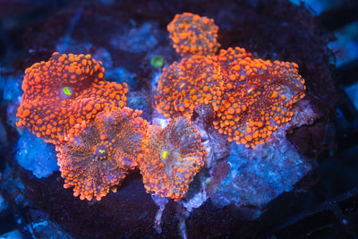 wholesale_coral - saltwater_fish saltwater_coral - rare corals - coralsdepot - Corals_Depot - live_corals - eye - catching - coral quality_marine_fish - quality - marine discoun