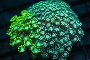 wholesale_coral - saltwater_fish saltwater_coral - rare corals - coralsdepot - Corals_Depot - live_corals - eye - catching - coral quality_marine_fish - quality - marine discoun