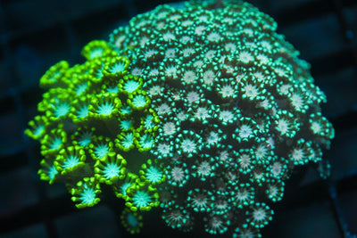 wholesale_coral - saltwater_fish saltwater_coral - rare corals - coralsdepot - Corals_Depot - live_corals - eye - catching - coral quality_marine_fish - quality - marine discoun