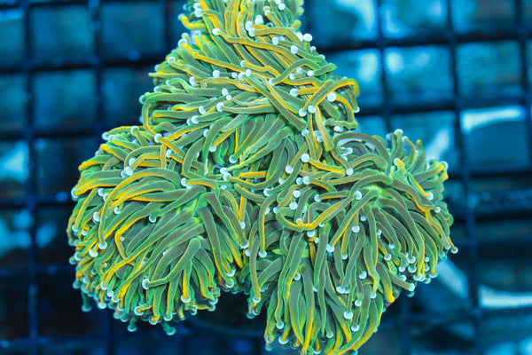 wholesale_coral - saltwater_fish saltwater_coral - rare corals - coralsdepot - Corals_Depot - live_corals - eye - catching - coral quality_marine_fish - quality - marine discoun