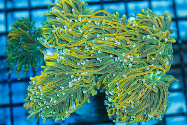 wholesale_coral - saltwater_fish saltwater_coral - rare corals - coralsdepot - Corals_Depot - live_corals - eye - catching - coral quality_marine_fish - quality - marine discoun