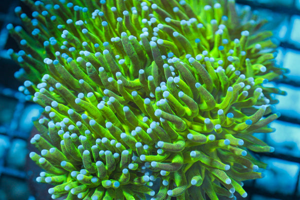 wholesale_coral - saltwater_fish saltwater_coral - rare corals - coralsdepot - Corals_Depot - live_corals - eye - catching - coral quality_marine_fish - quality - marine discoun