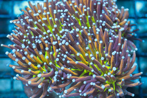 wholesale_coral - saltwater_fish saltwater_coral - rare corals - coralsdepot - Corals_Depot - live_corals - eye - catching - coral quality_marine_fish - quality - marine discoun