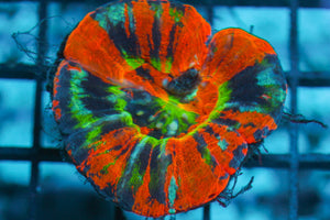 wholesale_coral - saltwater_fish saltwater_coral - rare corals - coralsdepot - Corals_Depot - live_corals - eye - catching - coral quality_marine_fish - quality - marine discoun