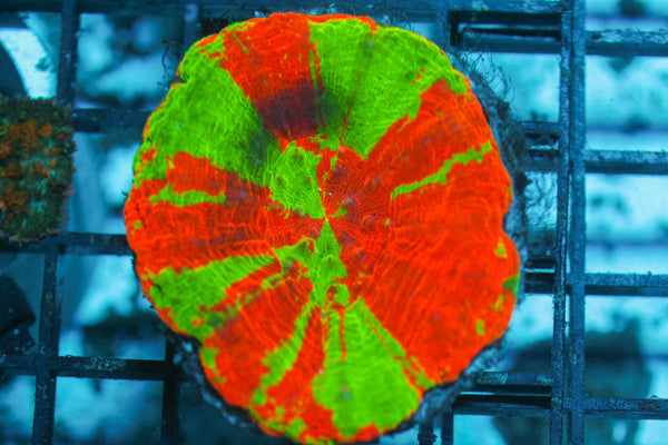 wholesale_coral - saltwater_fish saltwater_coral - rare corals - coralsdepot - Corals_Depot - live_corals - eye - catching - coral quality_marine_fish - quality - marine discoun