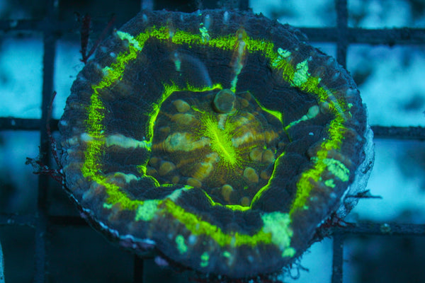 wholesale_coral - saltwater_fish saltwater_coral - rare corals - coralsdepot - Corals_Depot - live_corals - eye - catching - coral quality_marine_fish - quality - marine discoun
