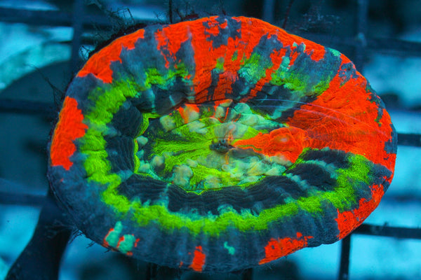 wholesale_coral - saltwater_fish saltwater_coral - rare corals - coralsdepot - Corals_Depot - live_corals - eye - catching - coral quality_marine_fish - quality - marine discoun