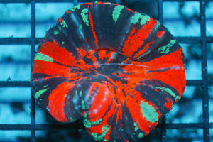 wholesale_coral - saltwater_fish saltwater_coral - rare corals - coralsdepot - Corals_Depot - live_corals - eye - catching - coral quality_marine_fish - quality - marine discoun