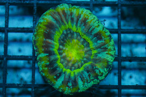 wholesale_coral - saltwater_fish saltwater_coral - rare corals - coralsdepot - Corals_Depot - live_corals - eye - catching - coral quality_marine_fish - quality - marine discoun
