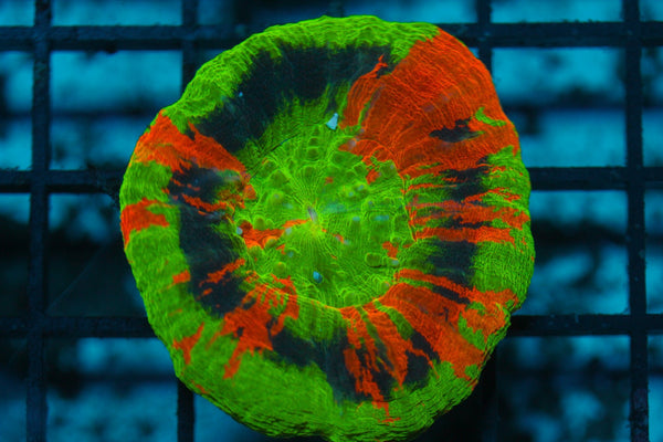 wholesale_coral - saltwater_fish saltwater_coral - rare corals - coralsdepot - Corals_Depot - live_corals - eye - catching - coral quality_marine_fish - quality - marine discoun