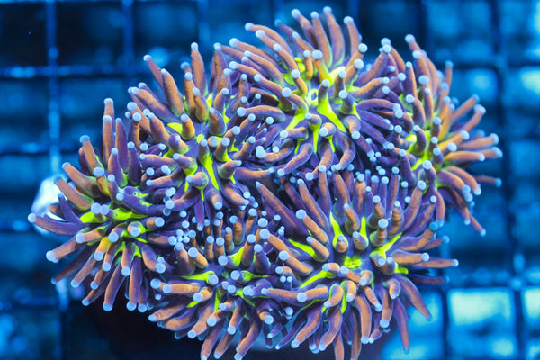 wholesale_coral - saltwater_fish saltwater_coral - rare corals - coralsdepot - Corals_Depot - live_corals - eye - catching - coral quality_marine_fish - quality - marine discoun