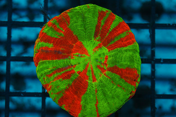 wholesale_coral - saltwater_fish saltwater_coral - rare corals - coralsdepot - Corals_Depot - live_corals - eye - catching - coral quality_marine_fish - quality - marine discoun