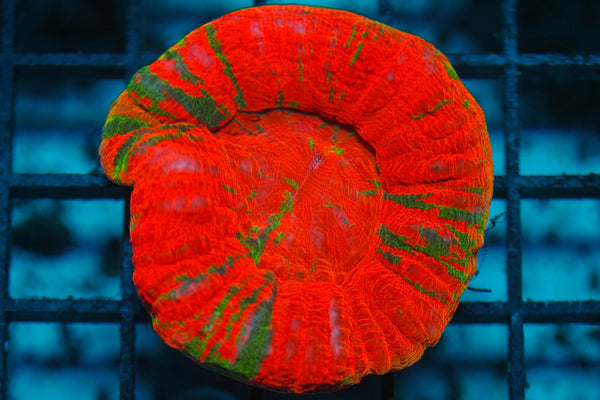 wholesale_coral - saltwater_fish saltwater_coral - rare corals - coralsdepot - Corals_Depot - live_corals - eye - catching - coral quality_marine_fish - quality - marine discoun