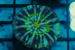 wholesale_coral - saltwater_fish saltwater_coral - rare corals - coralsdepot - Corals_Depot - live_corals - eye - catching - coral quality_marine_fish - quality - marine discoun