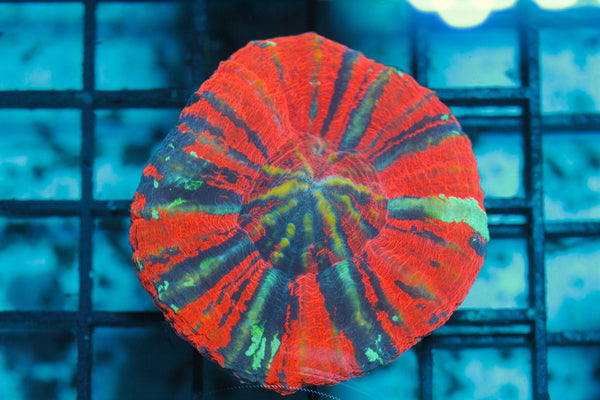wholesale_coral - saltwater_fish saltwater_coral - rare corals - coralsdepot - Corals_Depot - live_corals - eye - catching - coral quality_marine_fish - quality - marine discoun