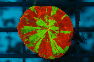 wholesale_coral - saltwater_fish saltwater_coral - rare corals - coralsdepot - Corals_Depot - live_corals - eye - catching - coral quality_marine_fish - quality - marine discoun