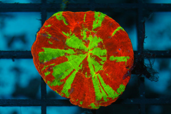 wholesale_coral - saltwater_fish saltwater_coral - rare corals - coralsdepot - Corals_Depot - live_corals - eye - catching - coral quality_marine_fish - quality - marine discoun